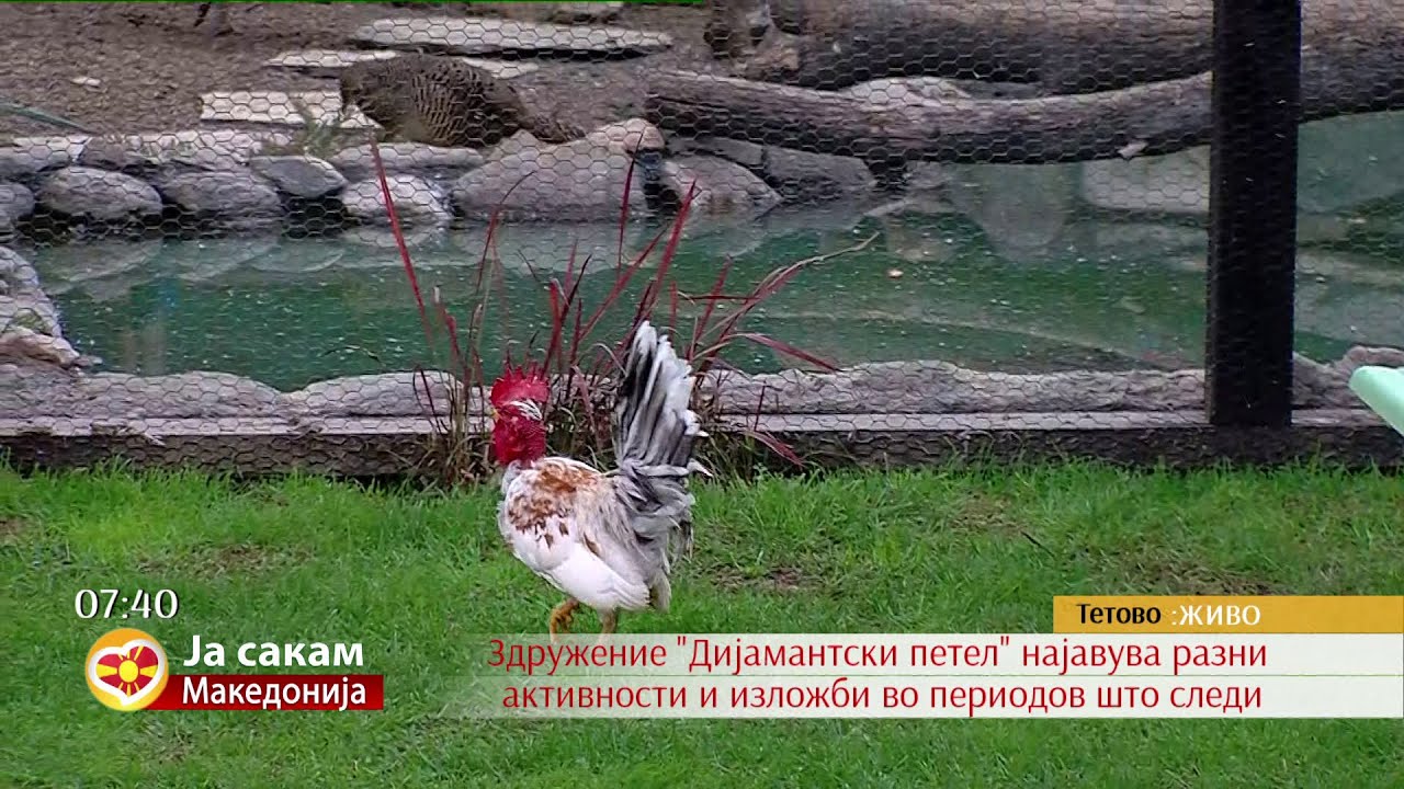 Рајска градина со украсни птици во тетовско