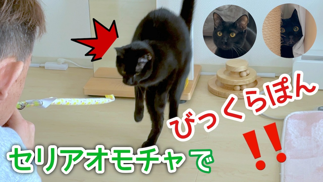 セリアのオモチャで❣️びっくらぽん❣️梅子の部屋チャンネル