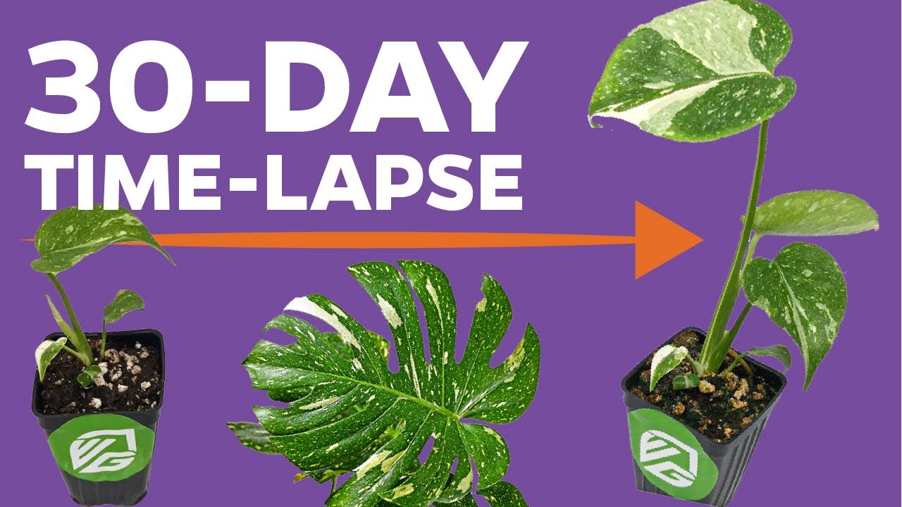 TIME-LAPSE: How much Thai Constellation Monstera growth can I expect in 30 days?