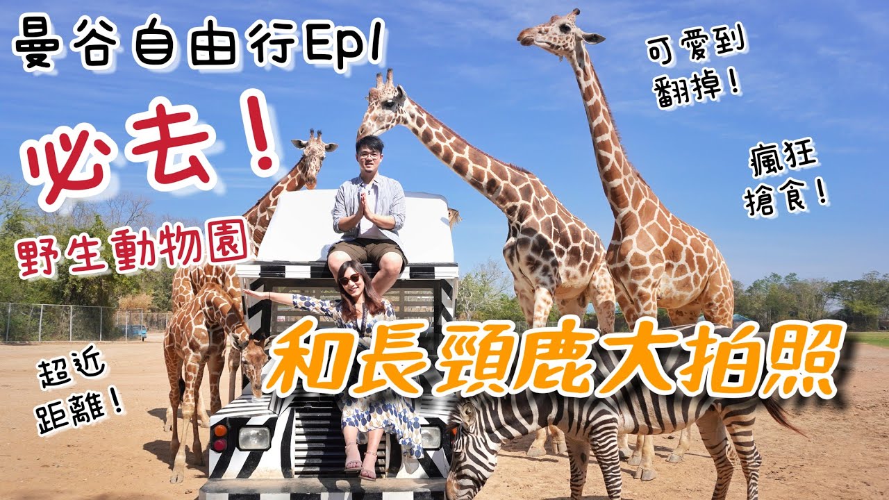 【曼谷自由行Ep1】長頸鹿我來了！必去野生動物園Safari park，零距離和長頸鹿拍照餵食，太可愛啦😆混亂中有療癒！走一段泰緬鐵路風光，死亡鐵道＋桂河大橋。頌通酒家吃海鮮 | 泰國北碧一日遊行程