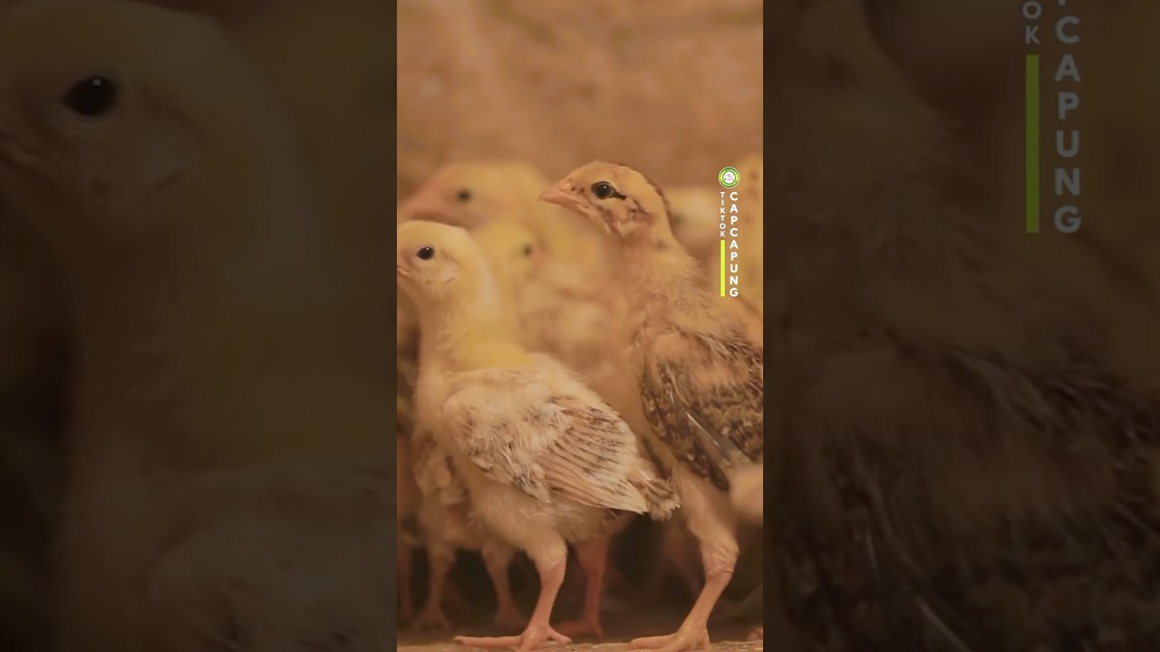 KEUNGGULAN TERNAK AYAM KUB