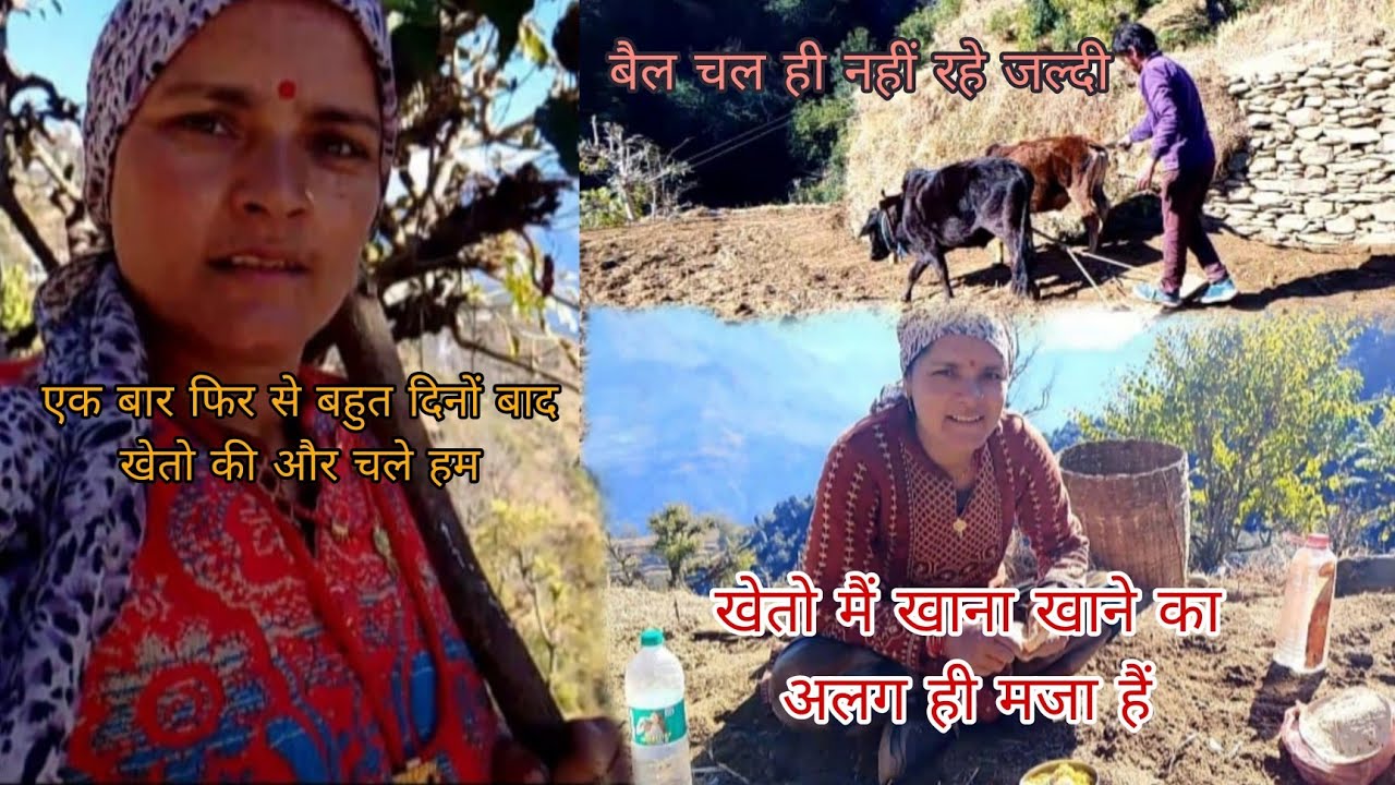 बहुत दिनों के बाद गए खेत में 🌾|| PAHADI LIFESTYLE 