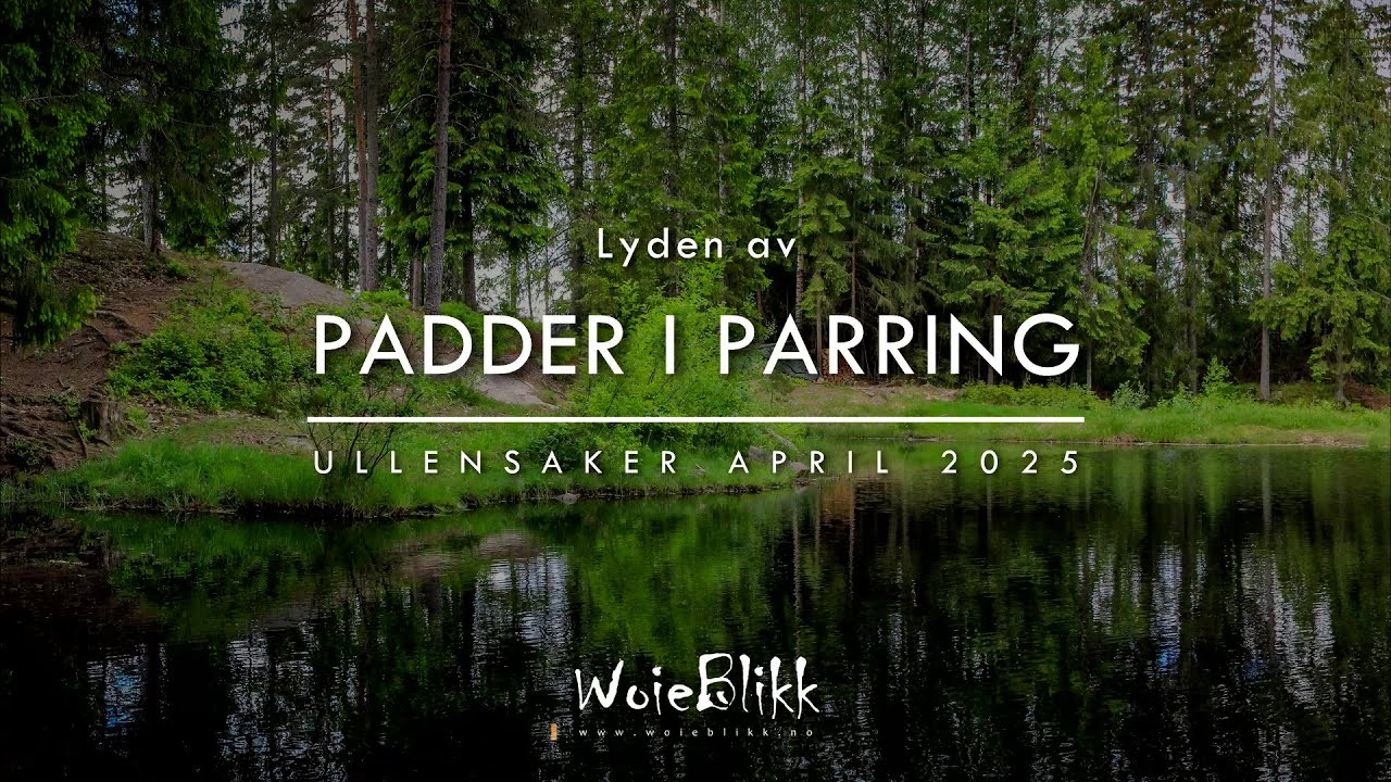 Lyden av padder i parring / Mating amphibians