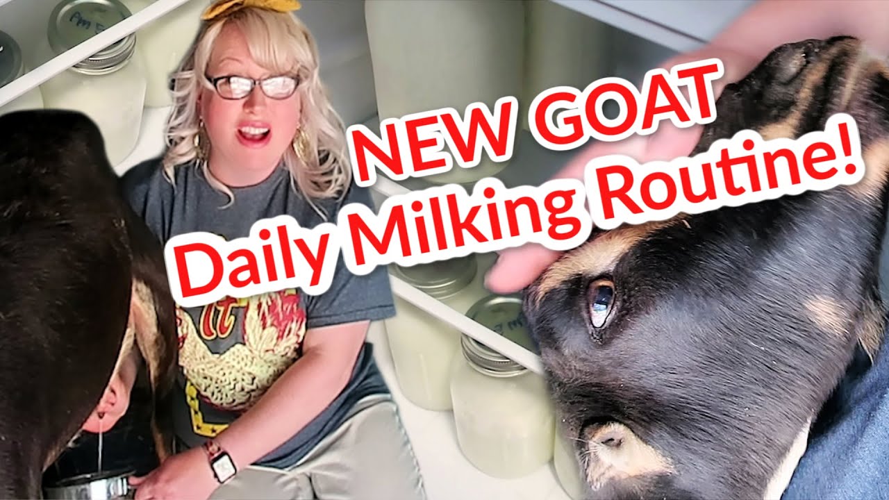 HOW TO MILK A GOAT BY HAND, Making Homemade Goat Dewormer (First Time!), + FREEZING Goat Milk!
