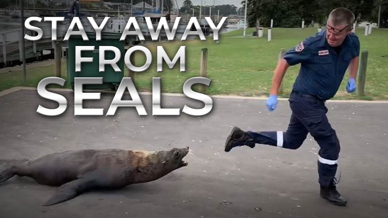 Stay away from Bermagui seals