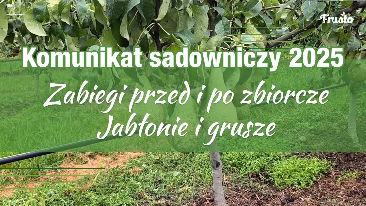Komunikat Sadowniczy. Frusto // Zabiegi przed i po zbiorcze w jabłoniach i gruszach.