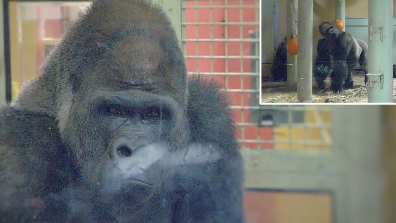 Dad Gorilla Gets Mad At Naughty Son | Kyoto Zoo