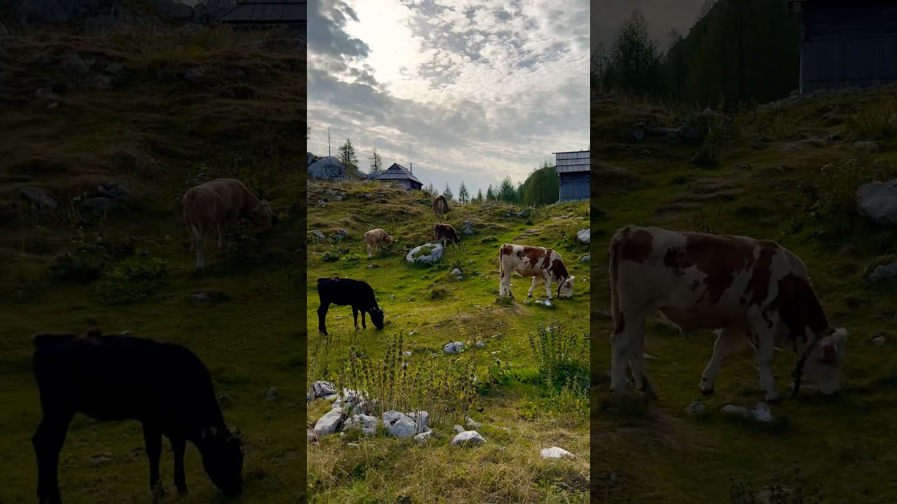 #cows #mountains #summer #slovenia #4k #коровы #горы #природа #лето #krave #narava #poletje