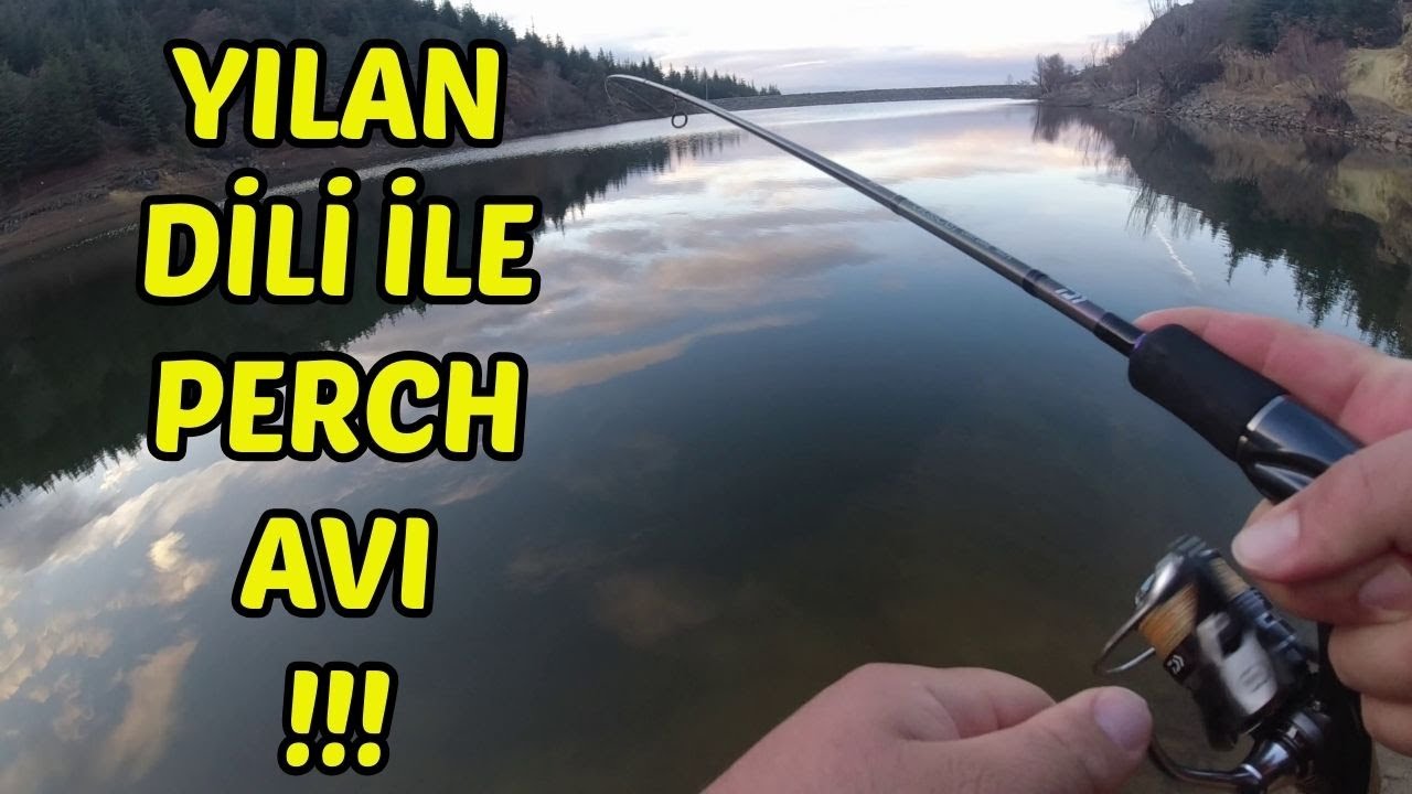 YILAN DİLİ  SİSTEMİ İLE PERCH AVI OLUR MU???