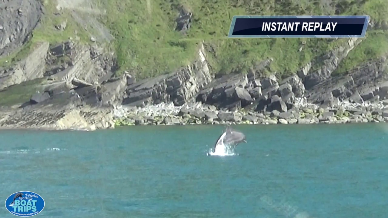 Dolphin Spotting Boat Trip, Cardigan Bay