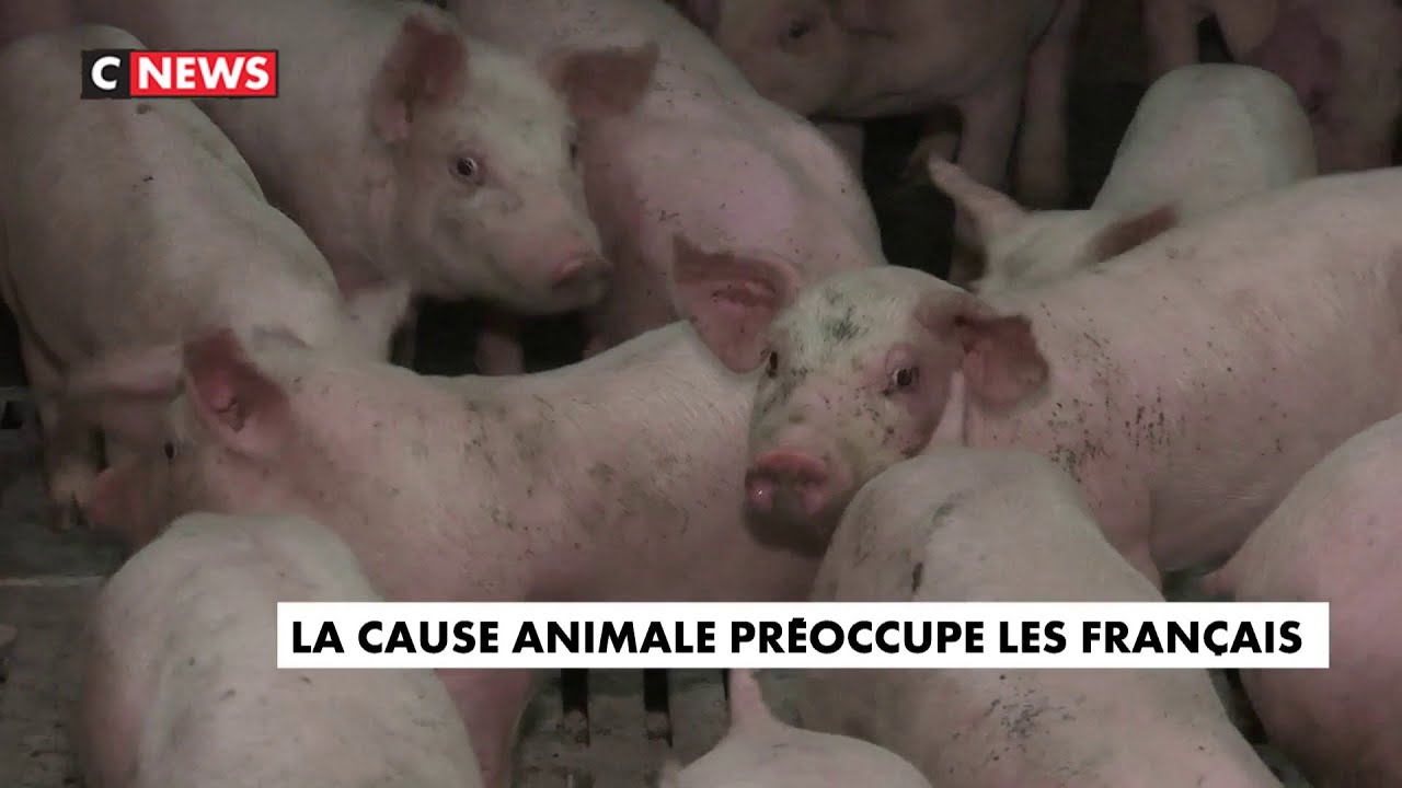 La cause animale pr&eacute;occupe les Fran&ccedil;ais