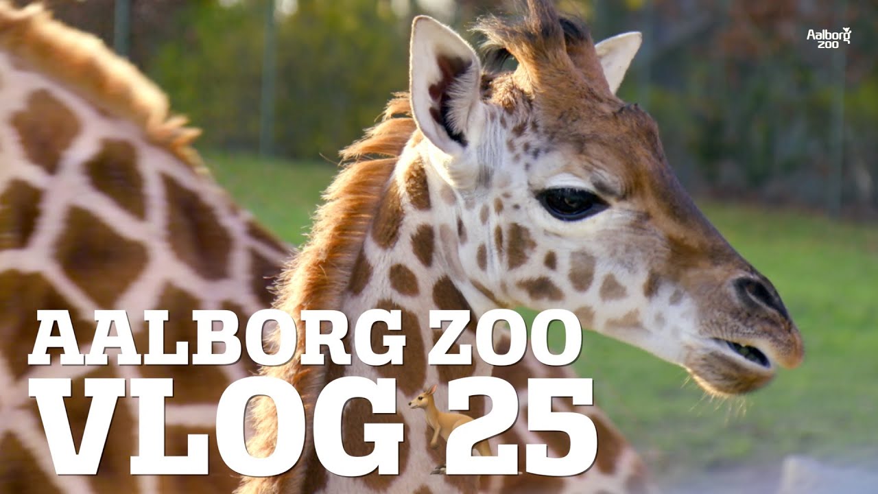 PARRINGSTID 💘🦒 HOS GIRAFFERNE │ SE ISBJØRNENS TUNGE │ BLACK MAMBA PROJEKTET │ AALBORG ZOO VLOG 25