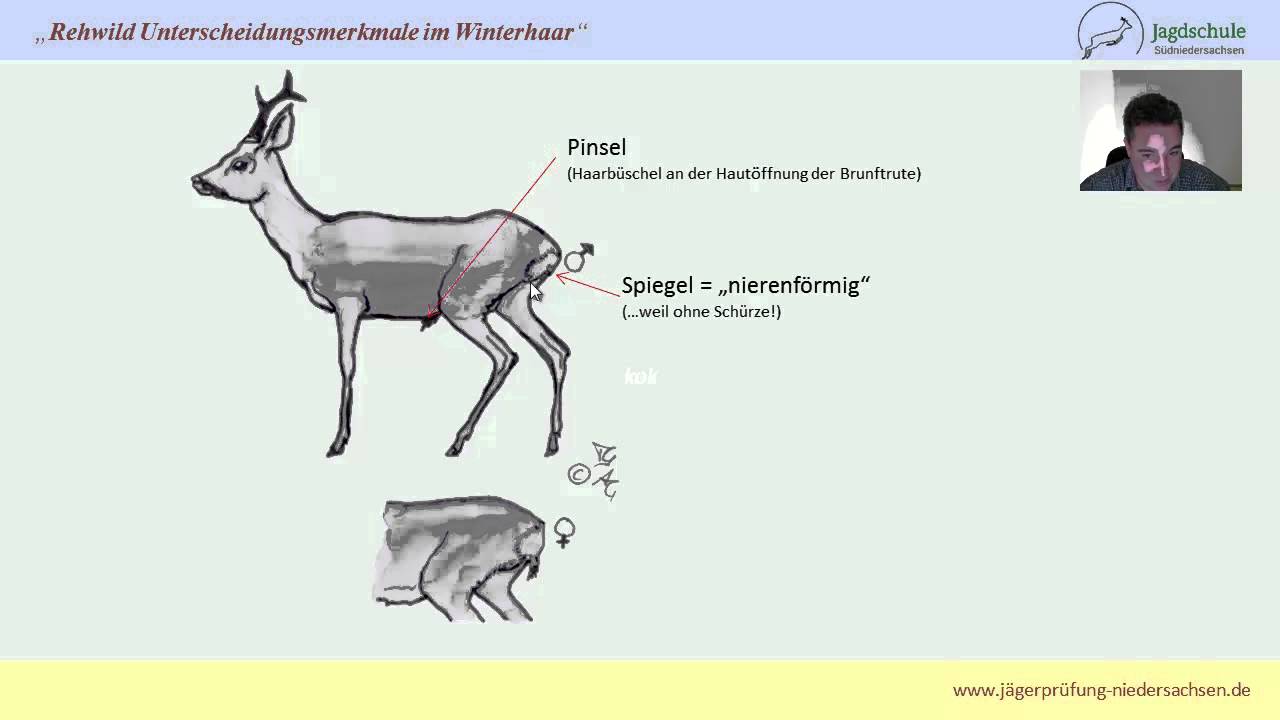 Jägerprüfung Niedersachsen Rehwild Unterscheidungsmerkmale im Winterhaar