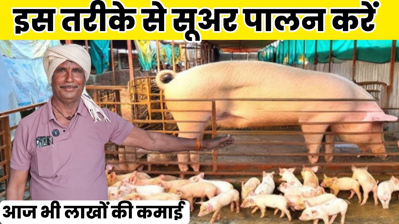 दरोगा जी ने बताया सूअर पालन का भविष्य 2026 | इस तरीके से आज भी लाभ का बिजनेस #pig #farming 