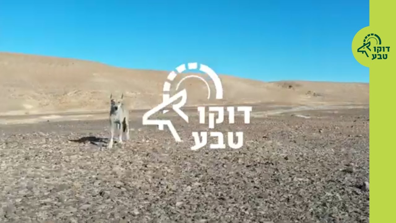 דוקו טבע חיה ותן לחיות : 