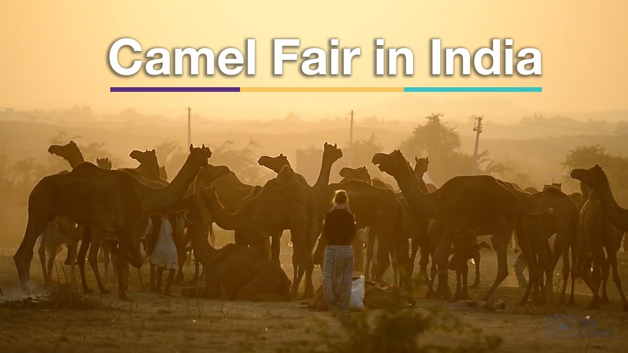 Pushkar Camel Fair in Rajasthan, India