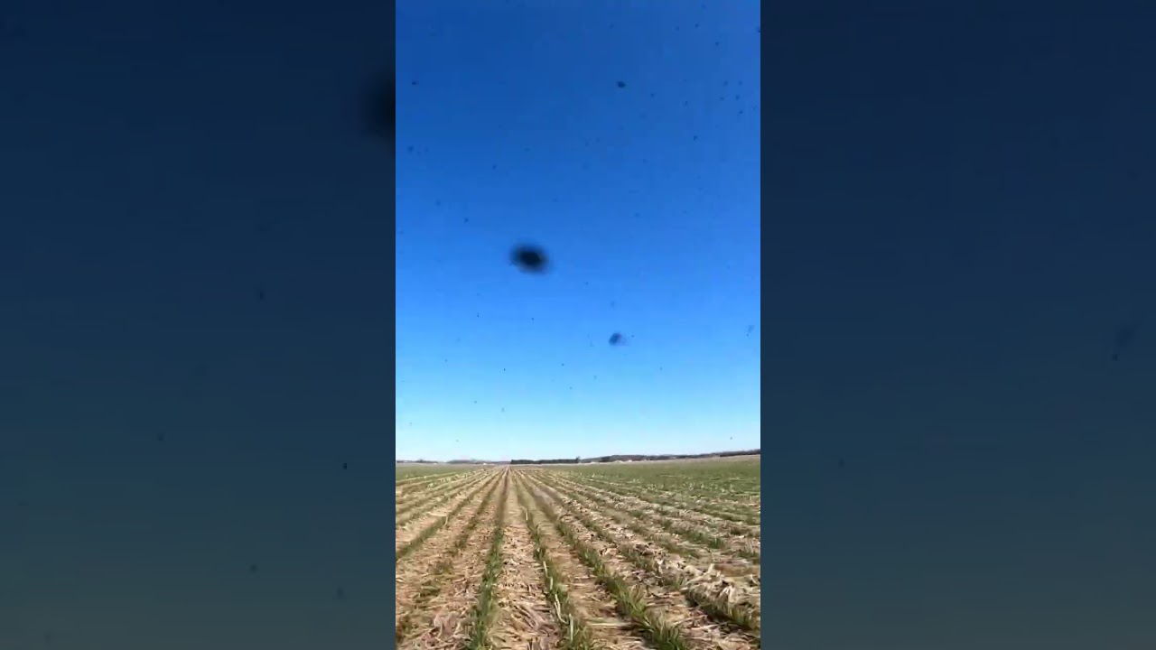 First field work of 2023! Frost seeding clover into wheat. #farming #plant23 #covercrops #BVF