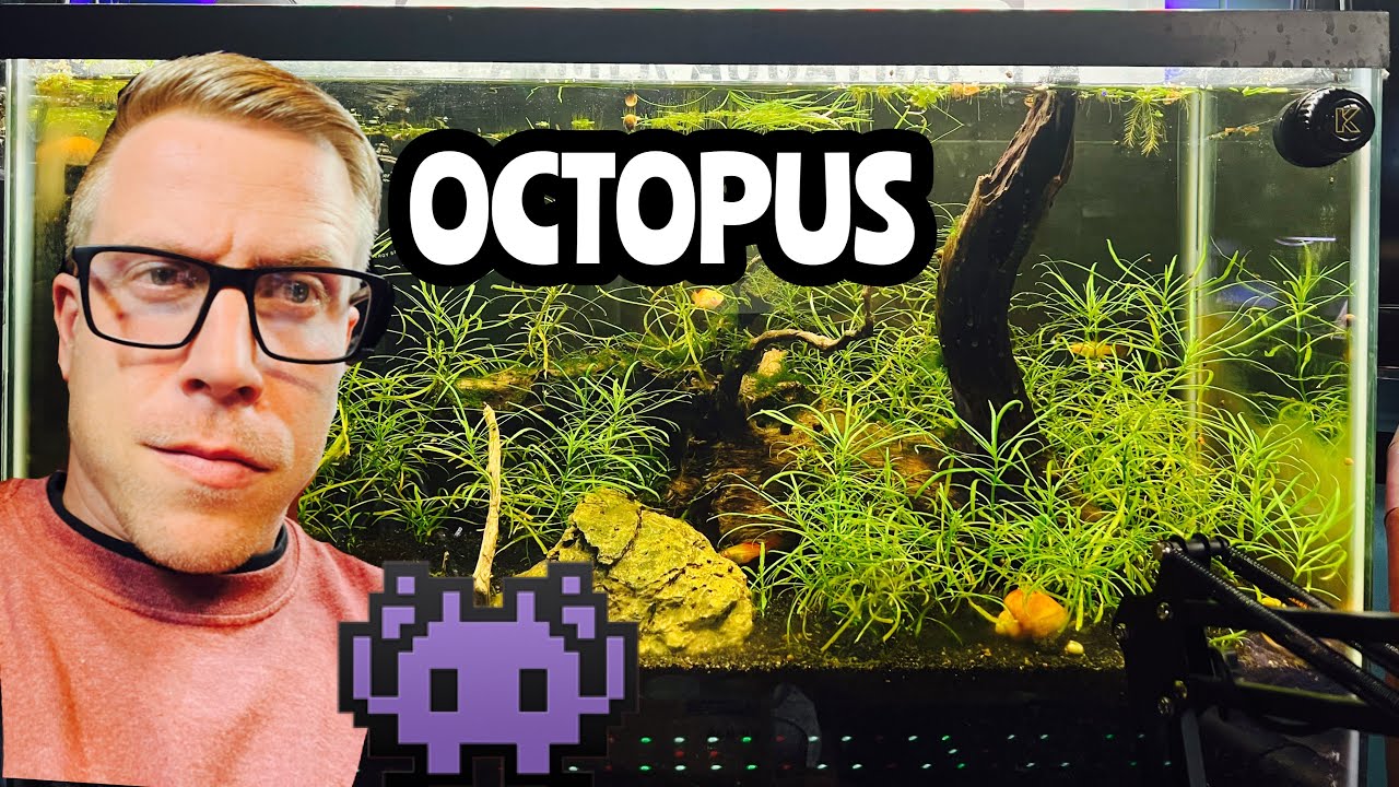 Pogostemon Stellatus Octopus Plant Care