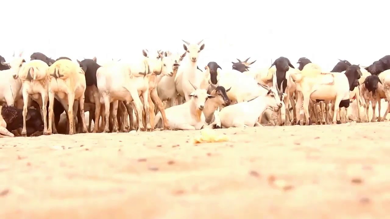 "Waxaanu Mush Kati Ka Nahay Digo Biredaas Xanibtay Saylada"Ganacsatada Saylada Xoolaha