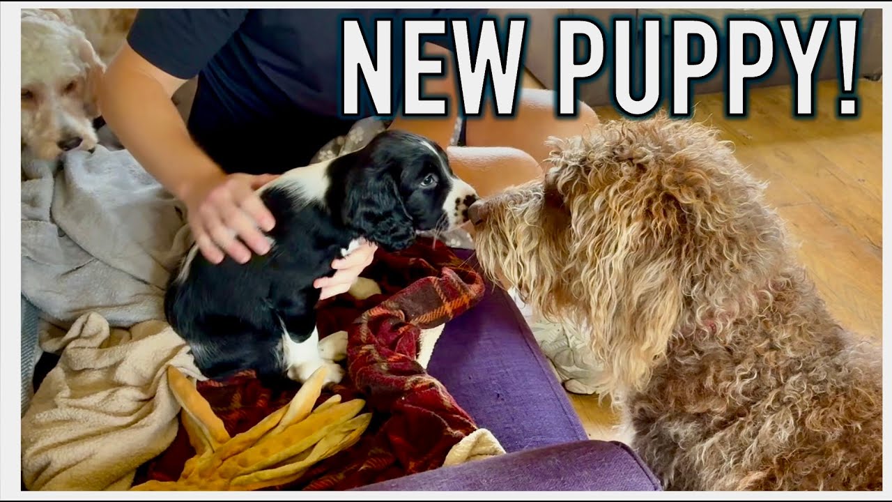 Introducing Ella! | New Springer puppy Ep. 1
