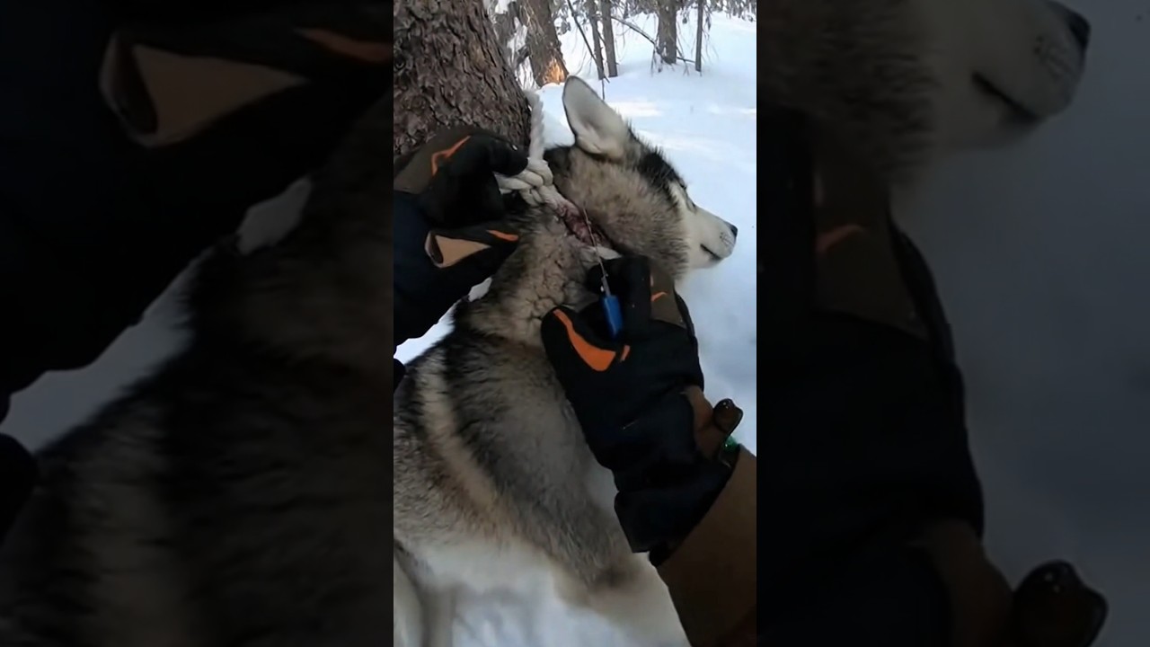Snow Husky Rescue ❄️ Puppy & Mom Saved! Emotional Dog Story | #Husky #DogRescue #SnowAnimals