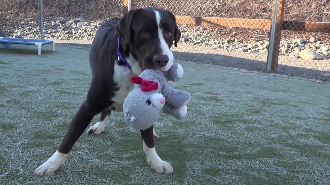 Paws For Pets: Duke the Dog
