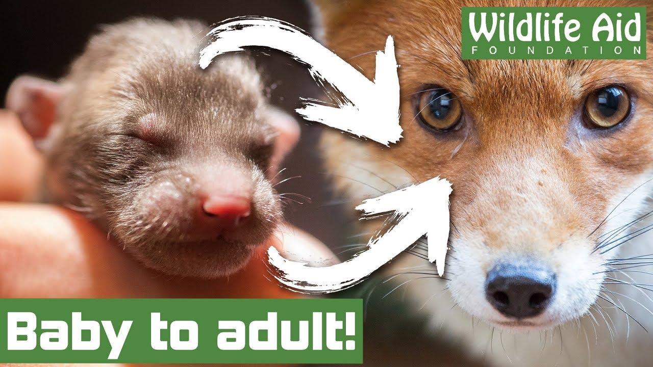 Rearing a baby fox from TINY cub to FEISTY adult!