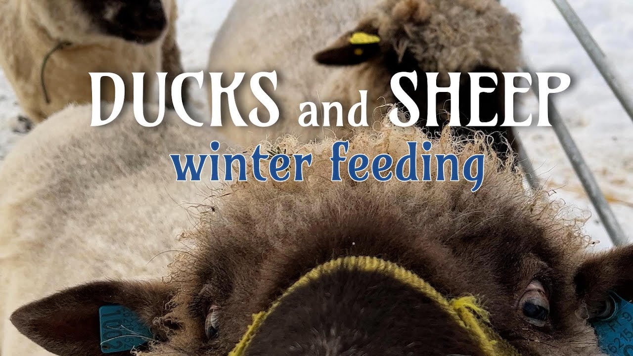 Ducks and sheep winter feeding - ankkojen ja lampaiden talviruokinta