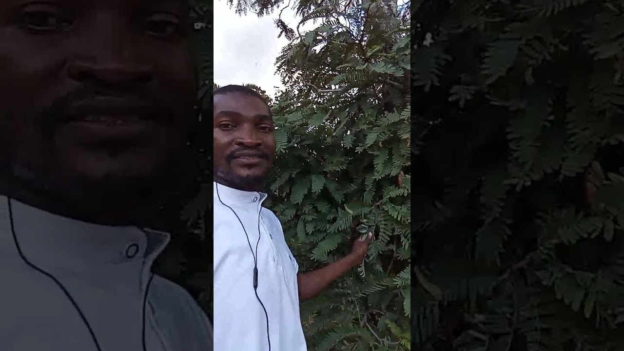 BOTANICAL NAMES OF SOME INDIGENOUS TREES IN ZAMBIA.