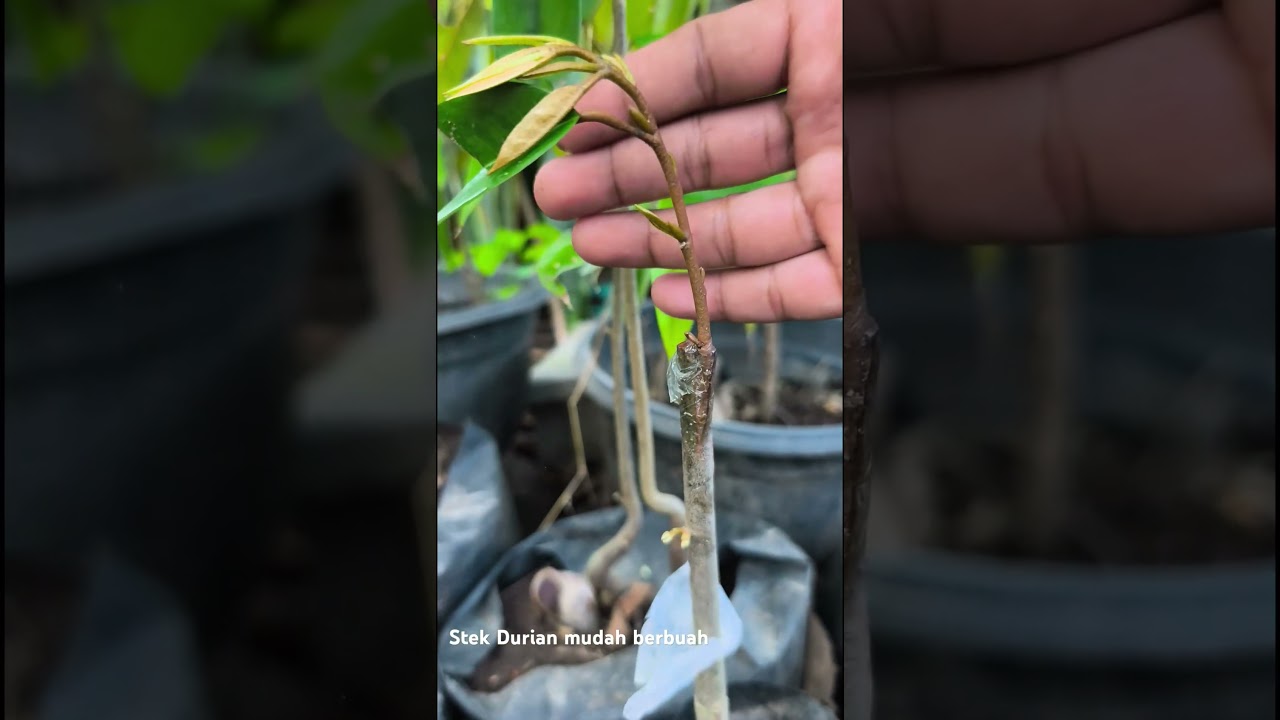 Stek Durian agar cepat berbuah