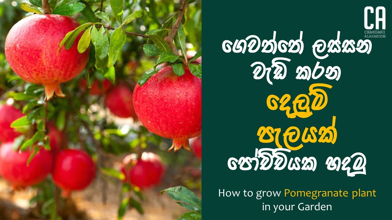 ගෙවත්තේ ලස්සන වැඩි කරන ගුණදායී දෙලුම් පැලයක් පෝච්චියක හදමු | How to grow Pomegranate plant