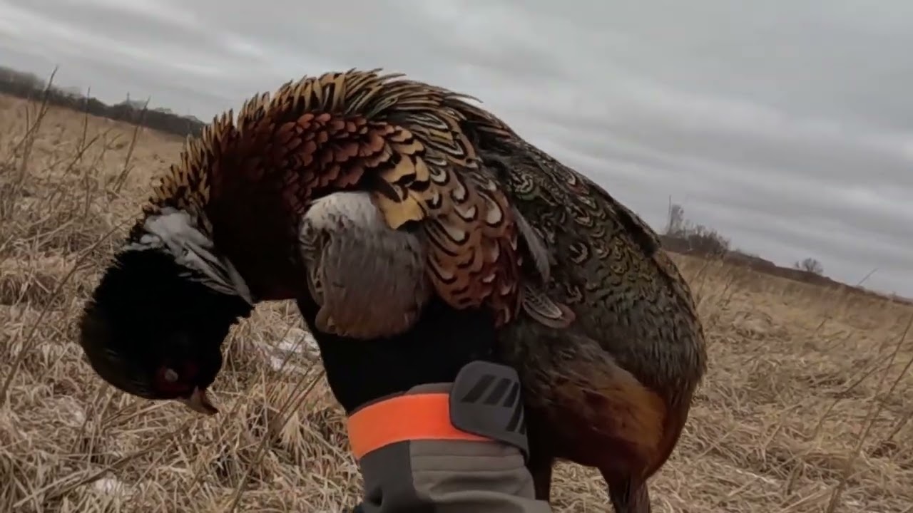 Last Iowa hunt