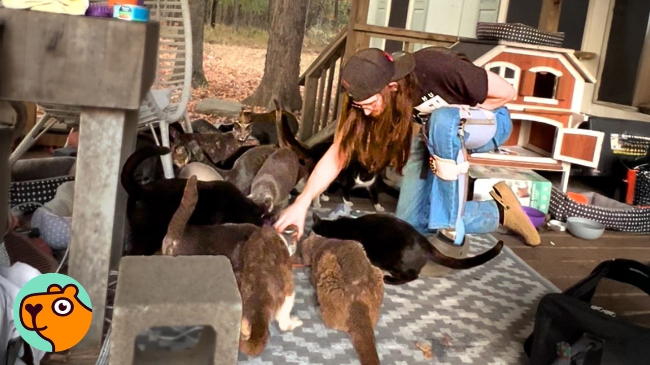 43 Abandoned Cats Surprise New Home Owners, Now It’s A Sanctuary | Cuddle Buddies