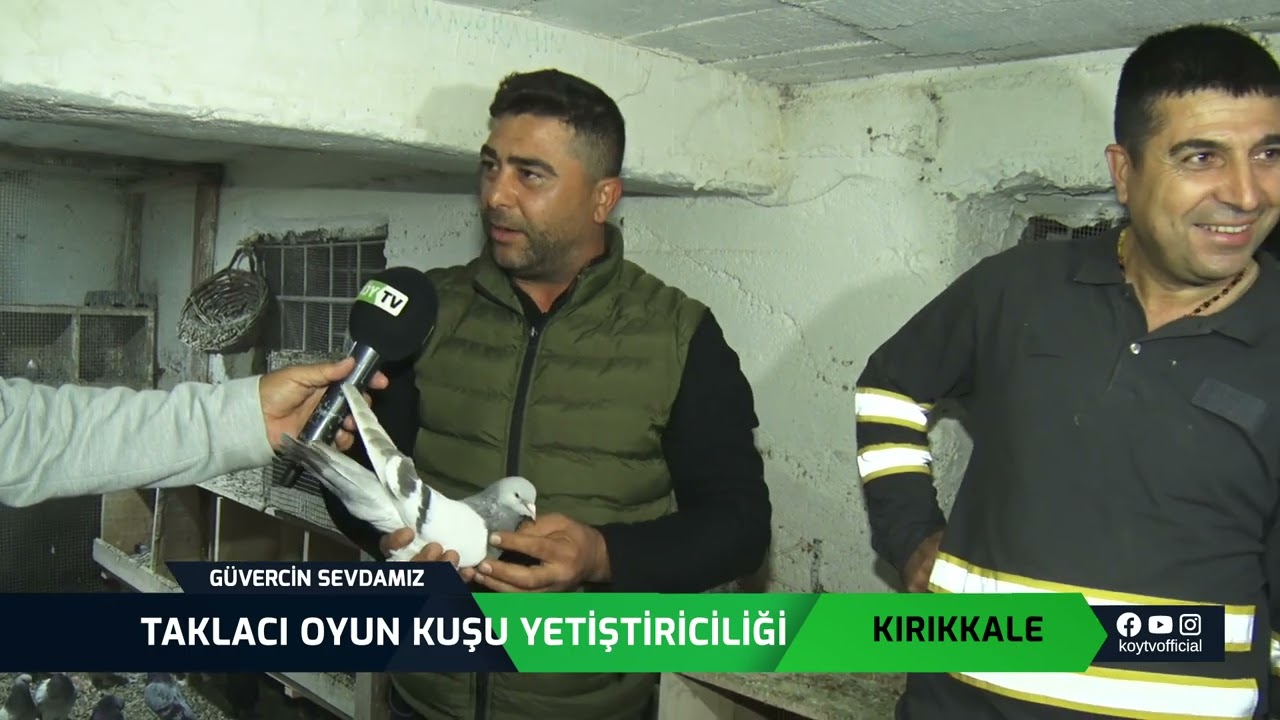 TAKLACI OYUN KUŞU YETİŞTİRİCİLİĞİ | GÜVERCİN SEVDAMIZ