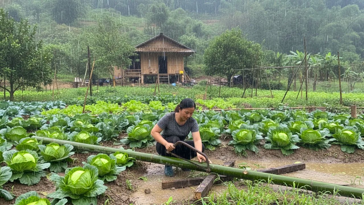 Solo Female CEO: Building a Garden from Zero to Finish in the Rain