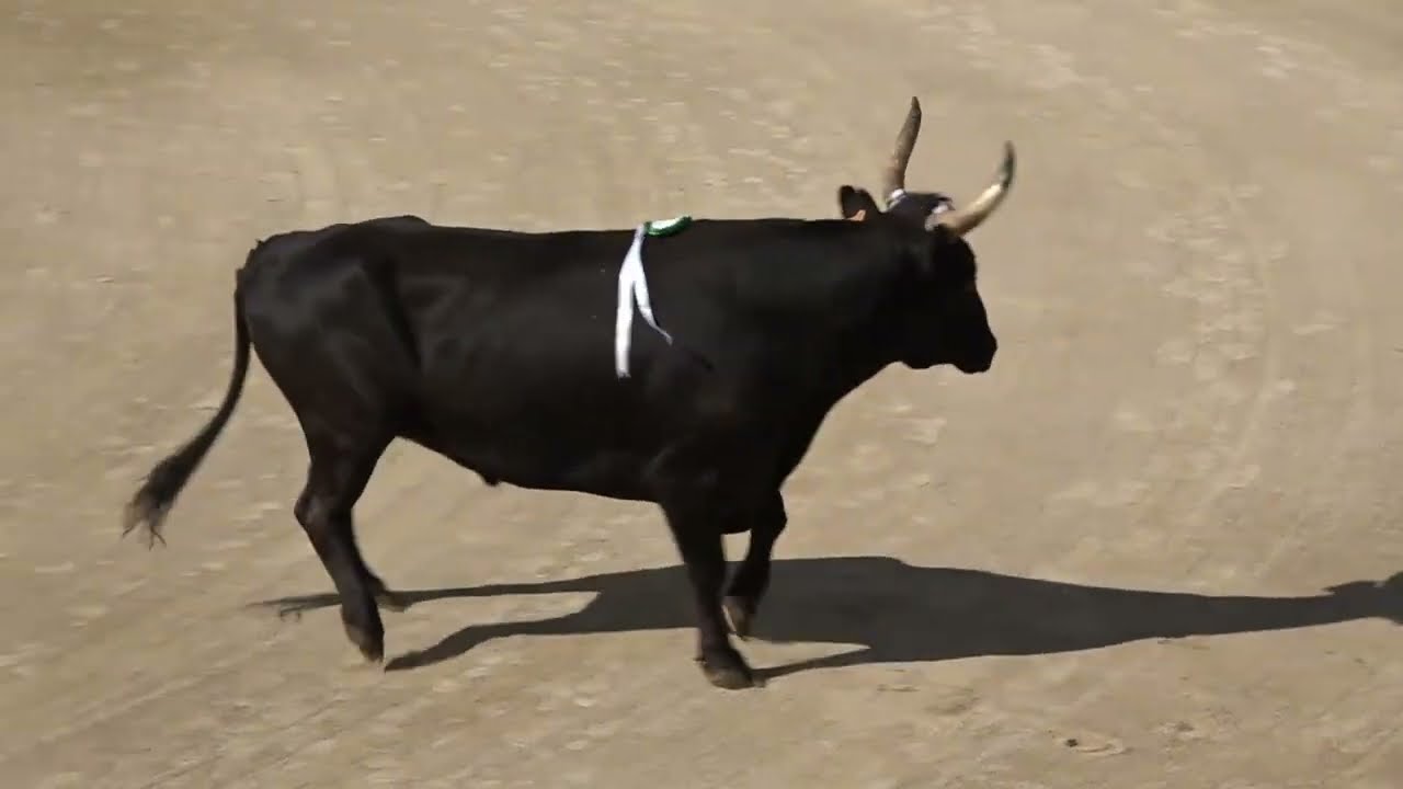 GRAU DU ROI (12/09/2024) - Le résumé de la course - Cam 2