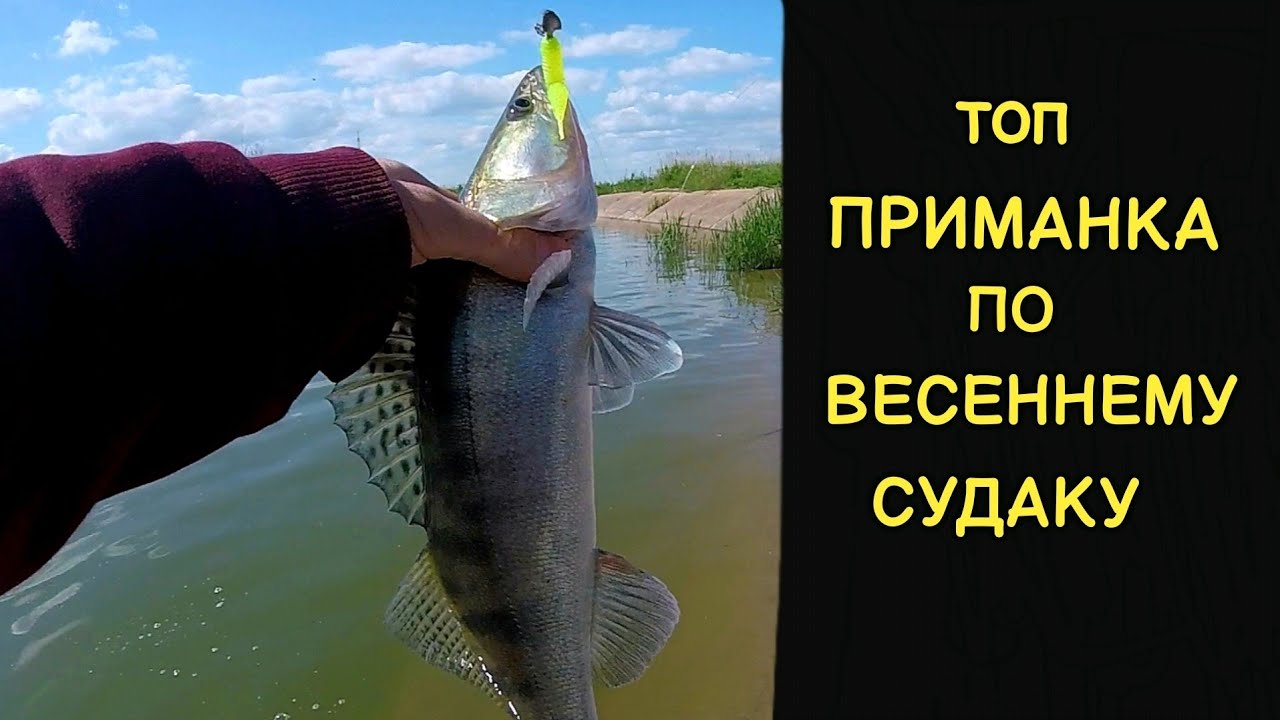РУКИ УСТАЛИ ТАСКАТЬ СУДАКА. РЫБАЛКА НА СПИННИНГ С БЕРЕГА. ДЖИГ И МИКРОДЖИГ #джиг #микроджиг