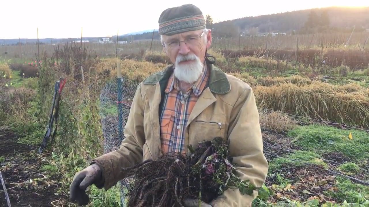 Angelica Root - How to Harvest with Michael Pilarski 