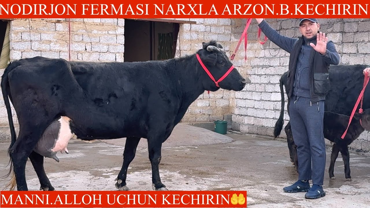 NODIRJON FERMASIDA 💥ONA BOLA SIGIRLAR 😳PULI ARZONLARI✊