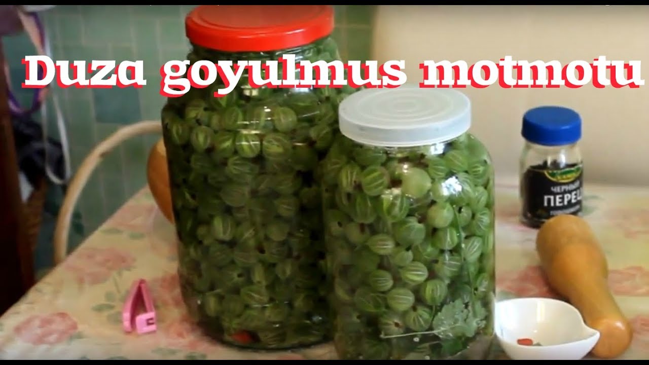 DUZA  GOYULMUS  MOTMOTU (крыжовник) gaydası / Bektaşi &uuml;z&uuml;m&uuml; salamurasi