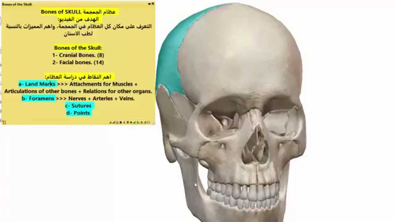 Cranial bones | Bones of skull 1 of 2 | عظام الجمجمة | Hassan Auf