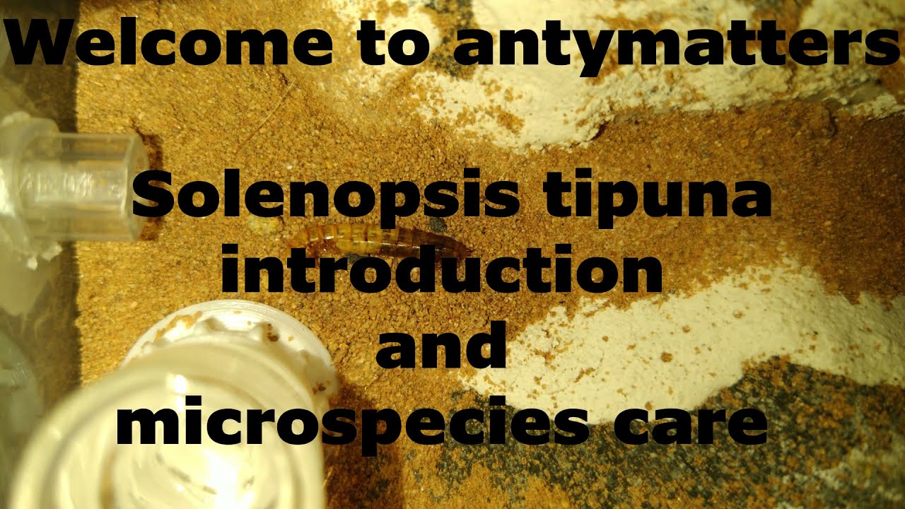 Anty Matters - solenopsis tipuna and general microspecies tips !