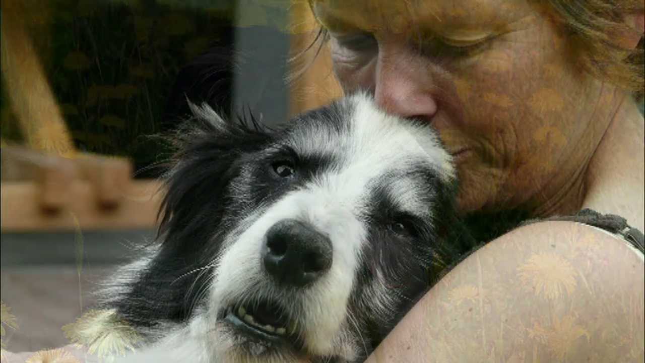 Afscheid van onze hond Kay
