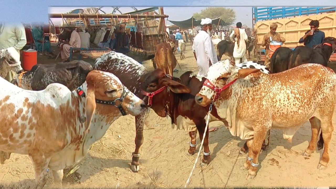 Sahiwal Cholistani Beautiful Medium Rang Bachra Price In Luddan Cattle Market /