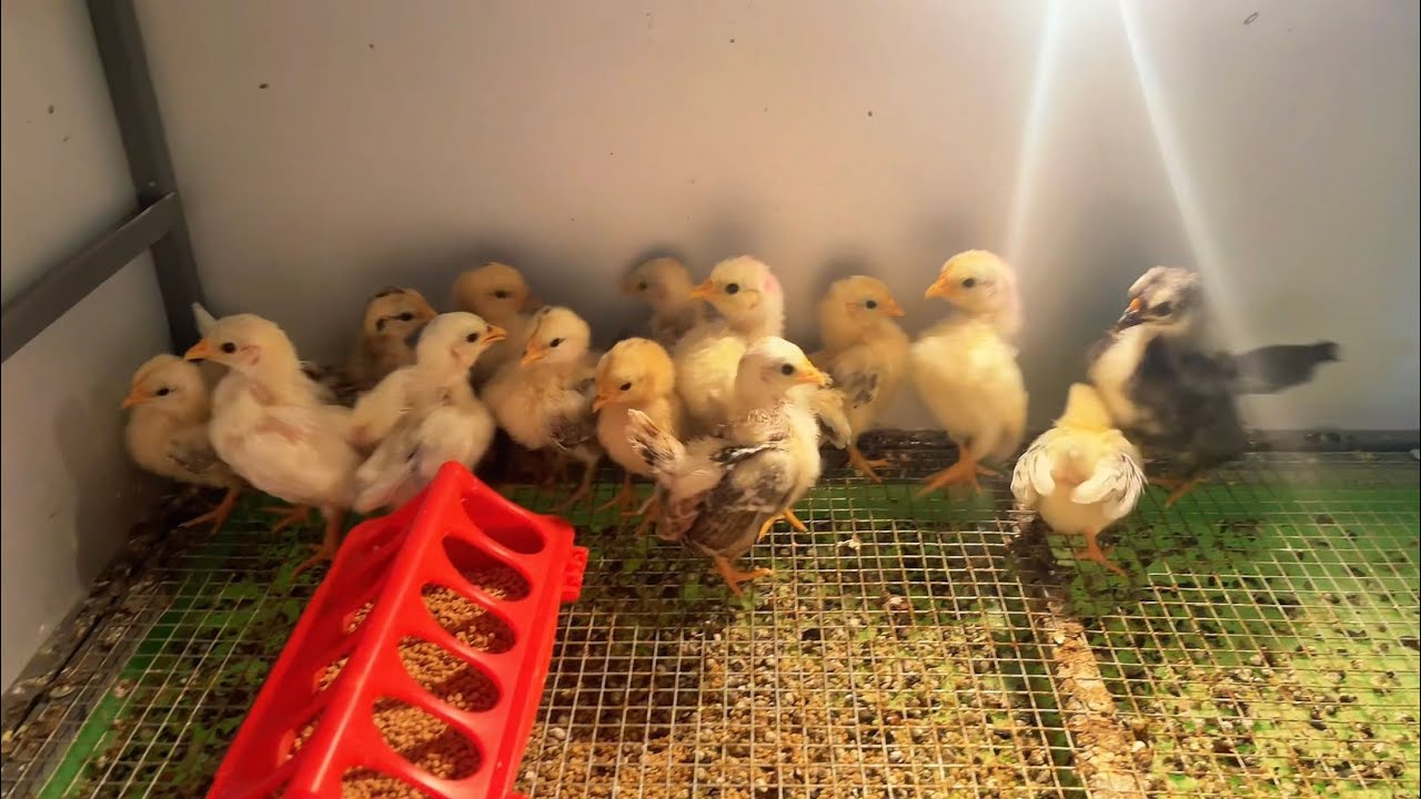 Kinh Nghiệm Nuôi Gà Con Cho Người Mới Và Lên Top Những Gà Serama Mini Đẹp 