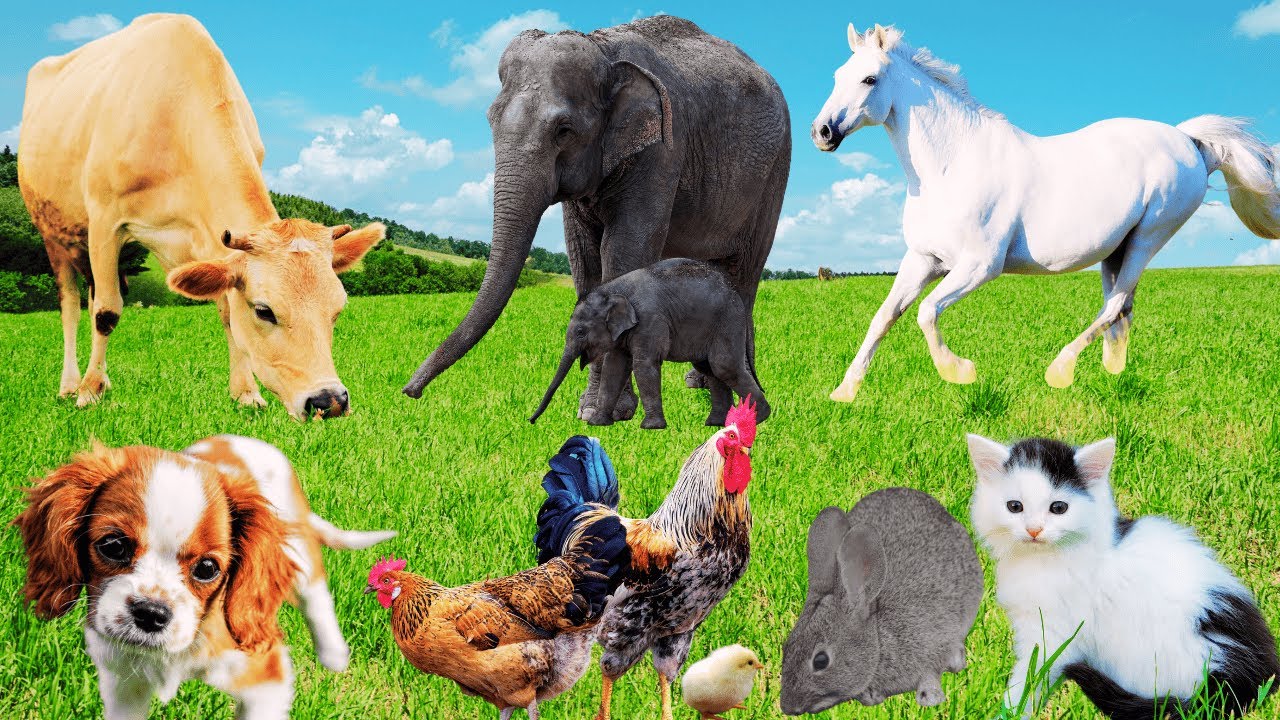 Cute little animals: Elephant, Horse, Cow, Rabbit, Kitten, Sheep, Goat, Puppy - Funny Farm Animal