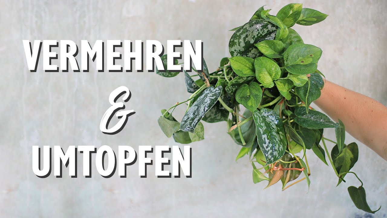 Stecklinge schneiden & eintopfen: Philodendron, Efeutute und Scindapsus erfolgreich vermehren!