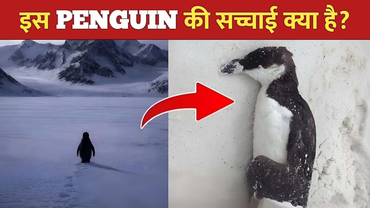Antarctica में ये PENGUIN अकेला क्यों चल रहा है? Viral Penguin Story Explained (Hindi