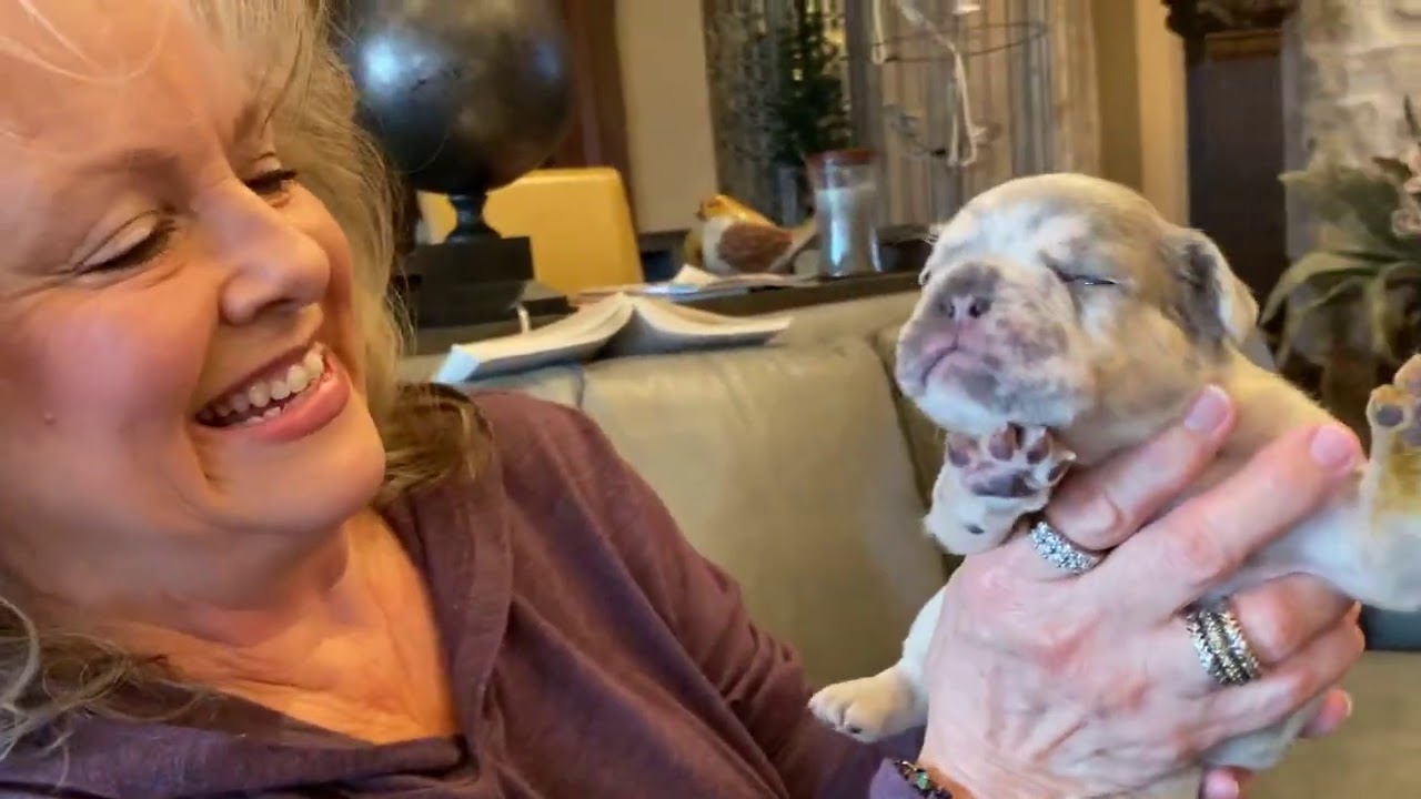 Frenchie puppy attacks women