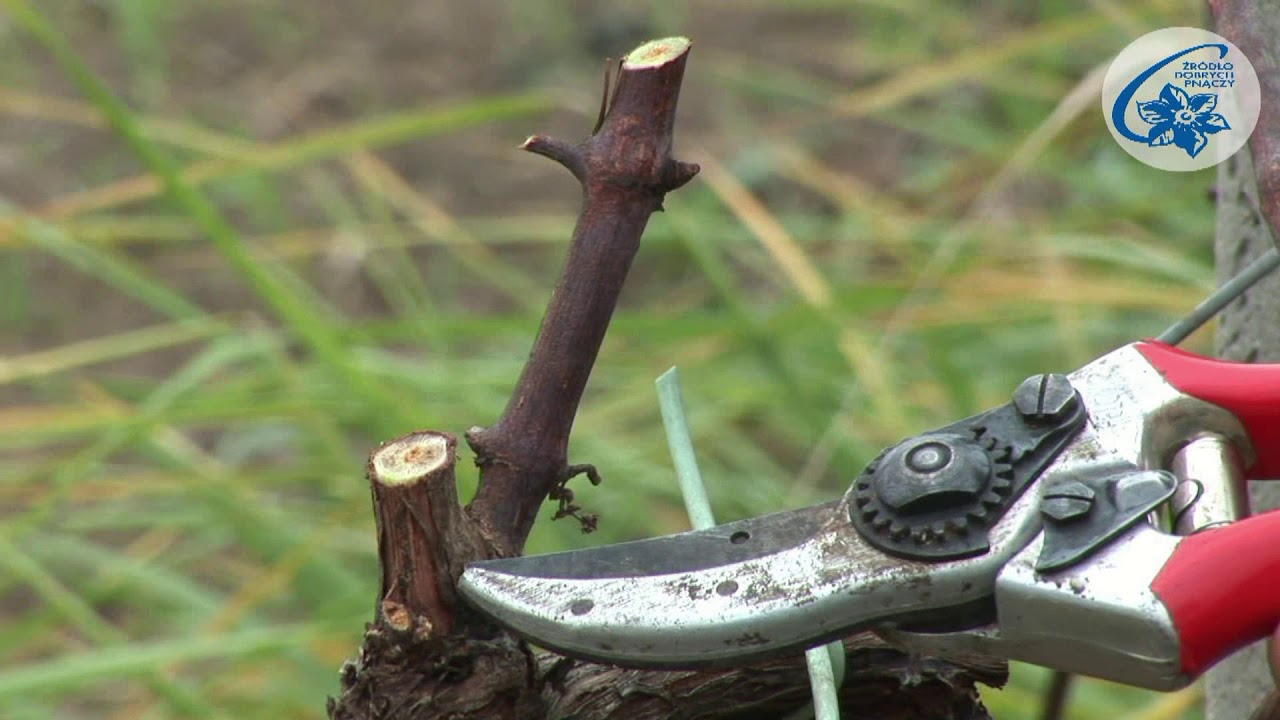 Vitis - cięcie formujące winorośli owocowej - forma prowadzenia 